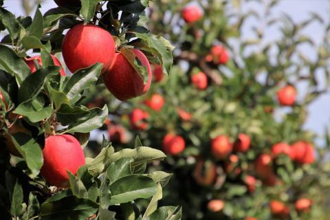 Soft Fruits